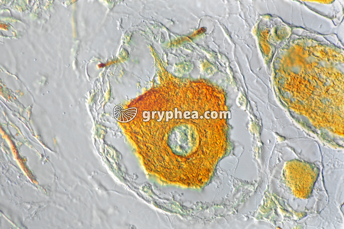 Neurone en T ganglion rachidien x200 - gryphea.com